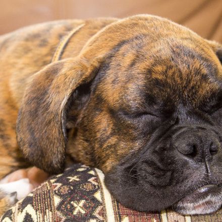 Boxer Dog sleeping with its face on the arms of the couch