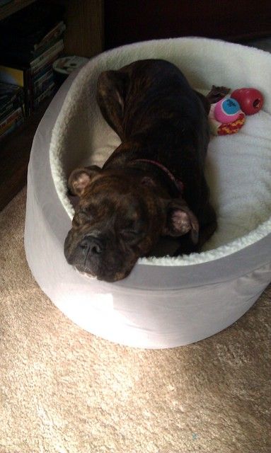 Boxer Dog soundly sleeping on its bed