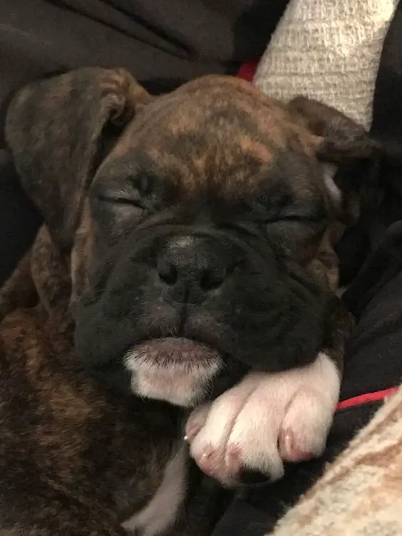 Boxer Dog sleeping on the couch with its face over its hands