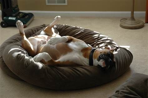 Boxer Dog lying on its back while sleeping on the bed