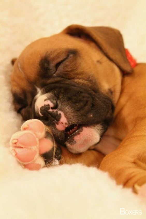 Boxer Dog soundly sleeping on the bed