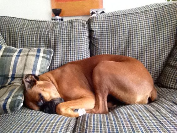 Boxer Dog curled up sleeping on the couch
