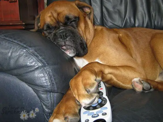 Boxer Dog sleeping on the couch with a remote on its hands
