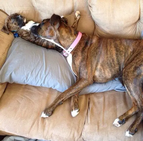 Boxer Dog and puppy sleeping on the couch
