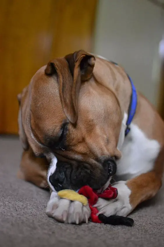 Boxer Dog feel asleep while playing with its toy on the floor