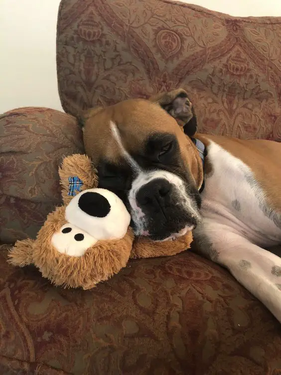 Boxer Dog sleeping on the couch with its stuffed toy as a pillow