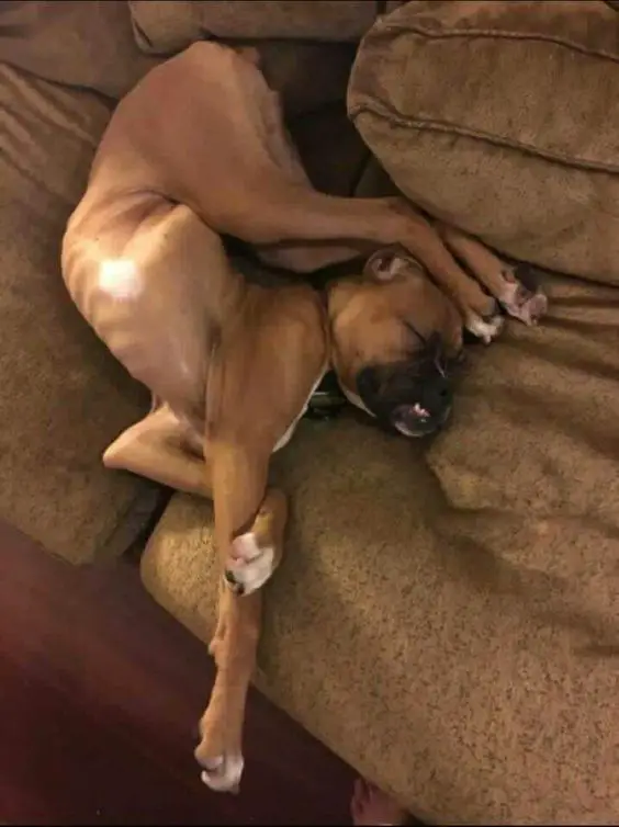Boxer Dog sleeping in on the couch with twisted body sleeping position
