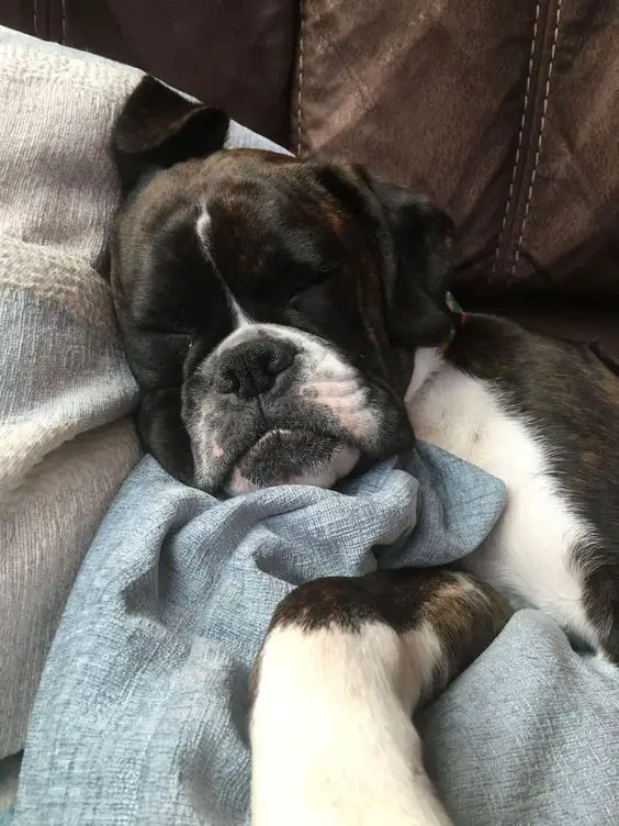 Boxer Dog sleeping soundly on the couch