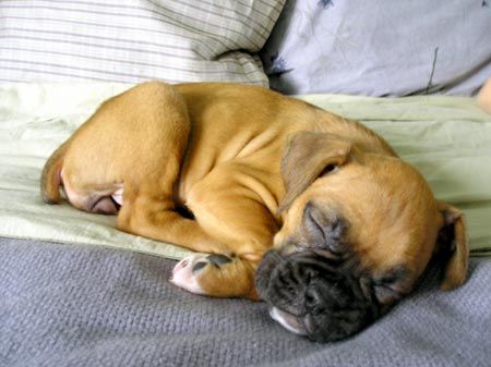 Boxer Dog sleeping on the bed in a curled up position
