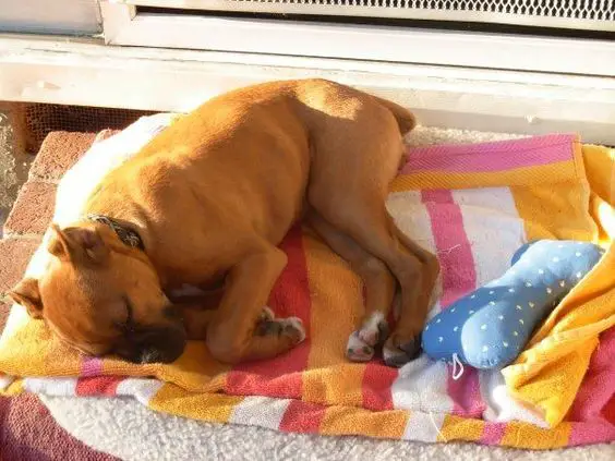 Boxer Dog sleeping on the floor on top of the blanket outdoors in sunset