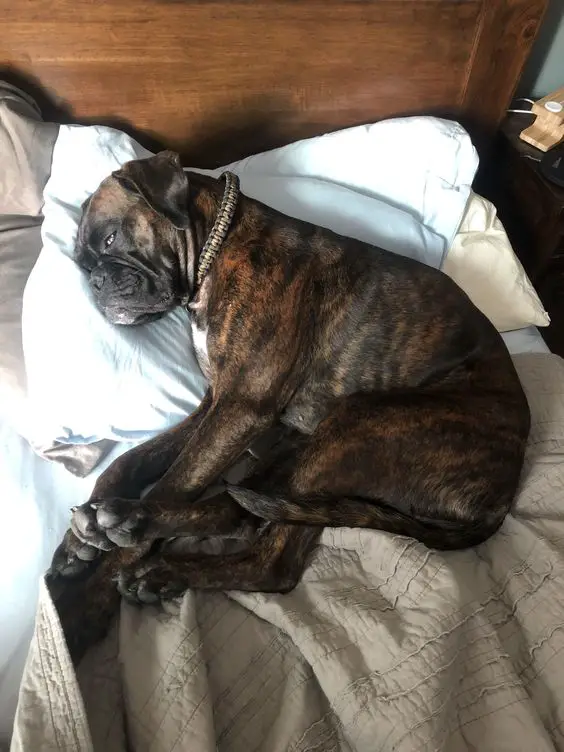 Boxer Dog lying on its back sleeping on the bed