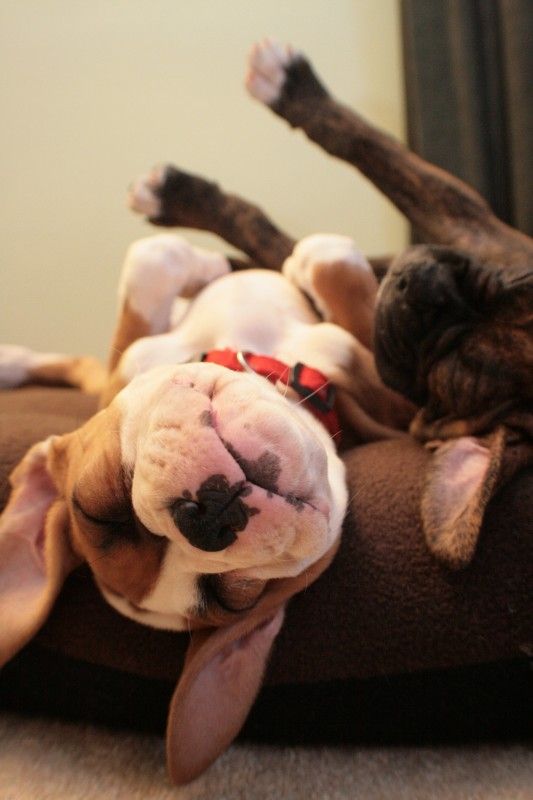 two sleeping Boxer Dogs lying on its back in its bed