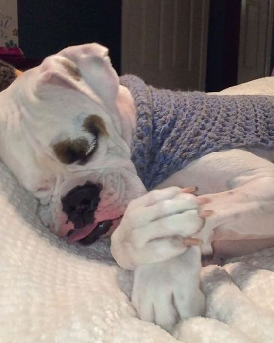 Boxer Dog sleeping on its side while wearing a purple crocheted sweater