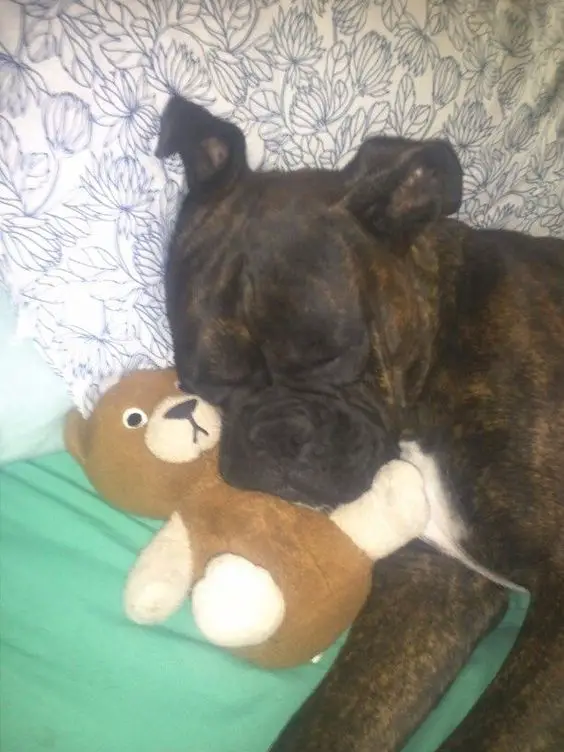 Boxer Dog sleeping on the bed with its stuffed toy