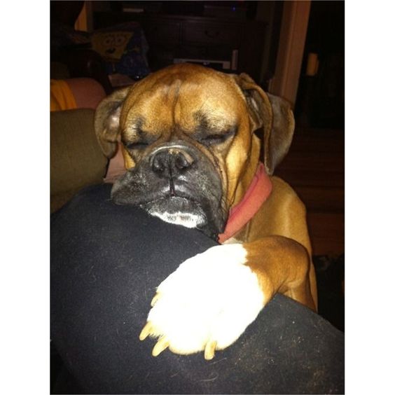 Boxer Dog sleeping with its face placed on the arms part of the couch