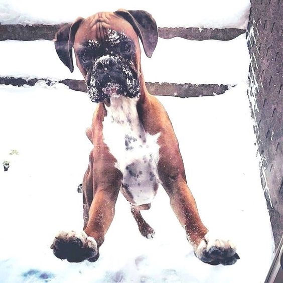 Boxer Dog jumping over the snow with snow in its face