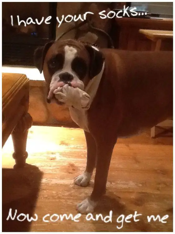 Boxer Dog standing on the floor with socks in its mouth photo with text - I have your socks... now come get me