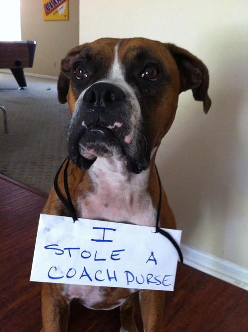 Boxer dog with guilty face and wearing a sign that say