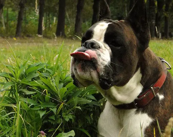 Boxer dog at the park sticking its tongue out