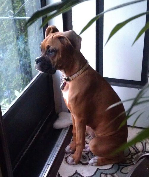 Boxer Dog sitting in the front door with its sad face