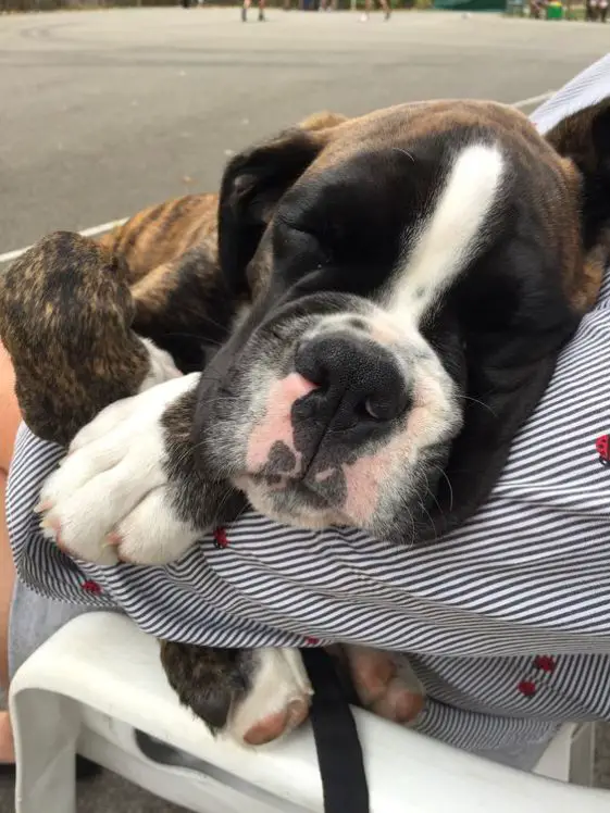sleeping boxer dog