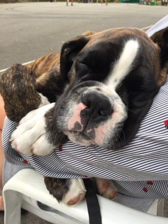 sleeping boxer dog