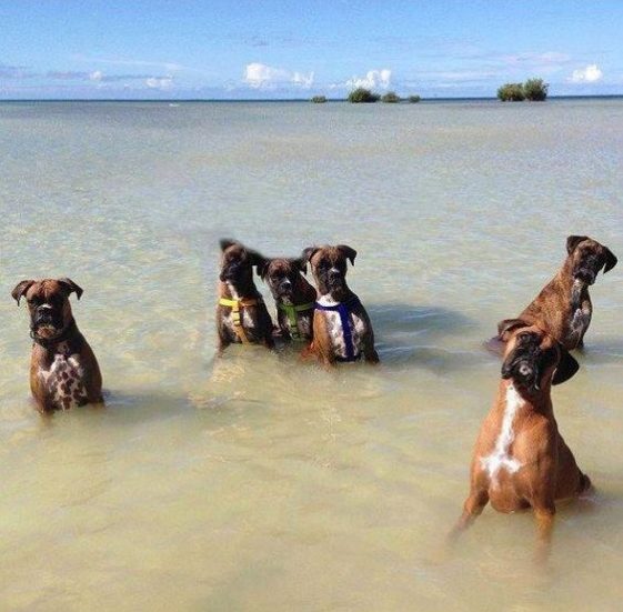 Boxer dog at the beach