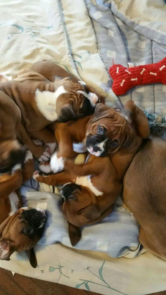 Boxer puppies lying on the bed sleeping