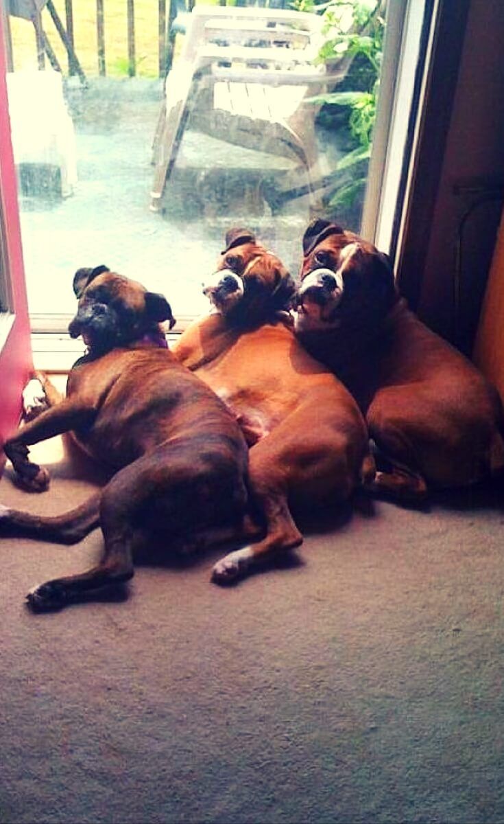 thre Boxer dog lying on the floor in front of the door