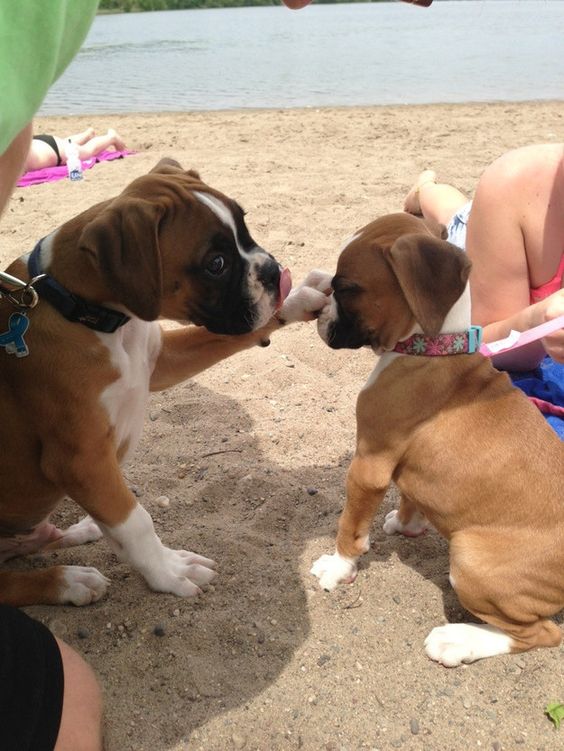 Boxer dog with its paws on a boxer puppy while sitting on the sand