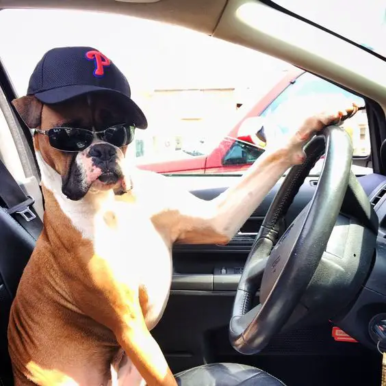 Boxer dog driving