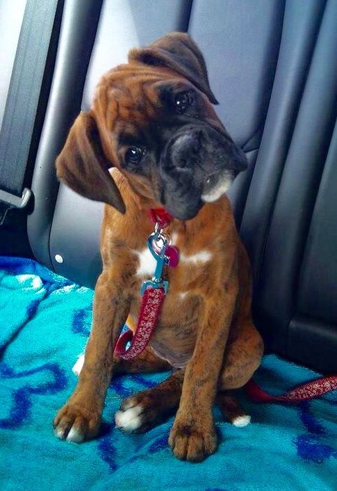 Boxer puppy tilting its head