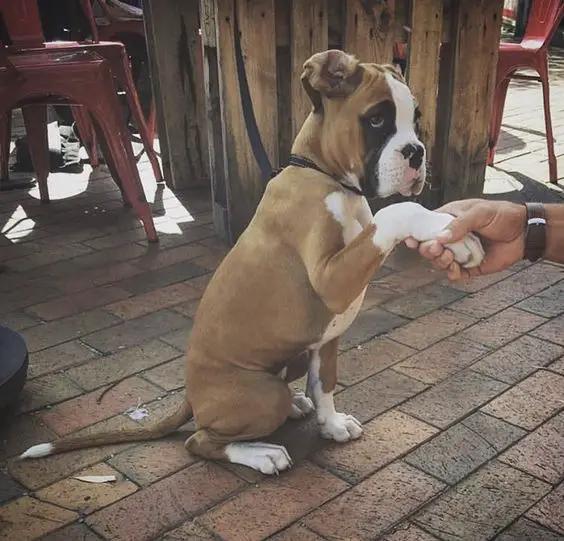Boxer dog handshaking