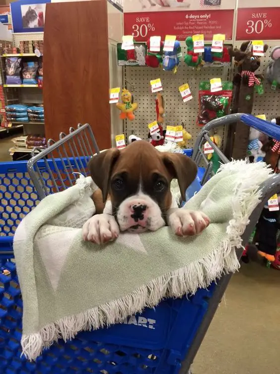 cute Boxer puppy in a push cart
