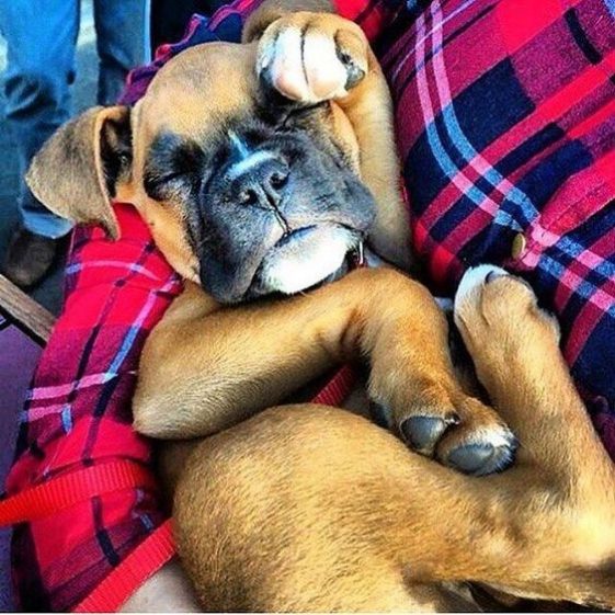 sleeping cute boxer dog