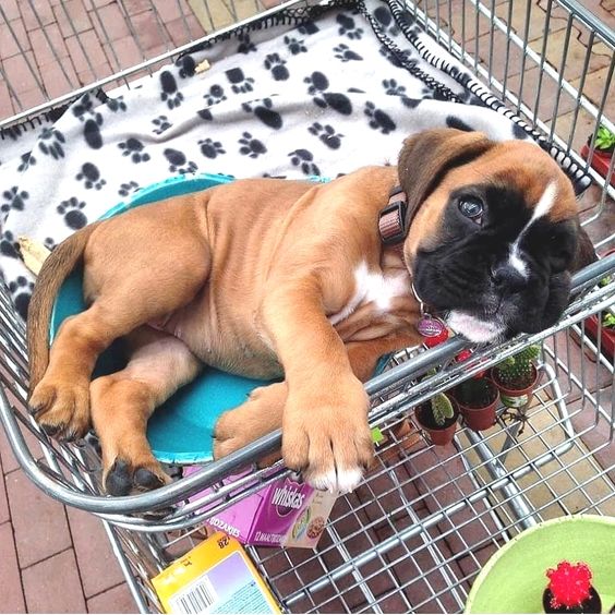 boxer puppy lying on a wire shelving cart for plants in the backyard garden