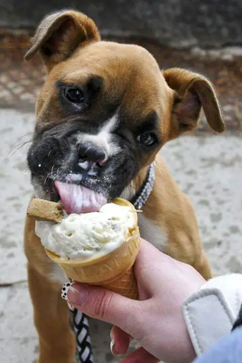 Boxer dog licking icecream