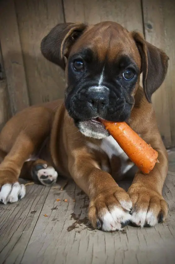 Boxer puppy lying on the wooden floor with a carrot in its mouth