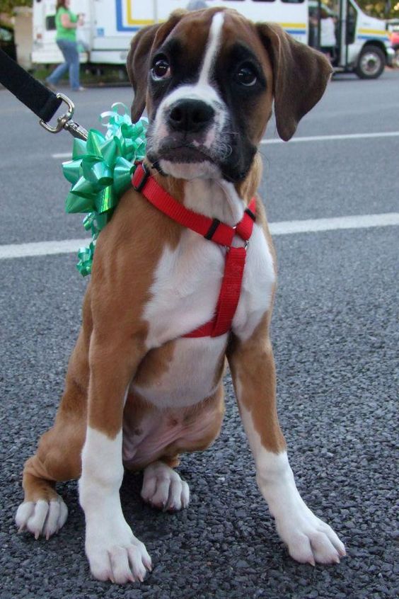 Boxer Dog sitting on the concrete with a bright green ribbon on its box
