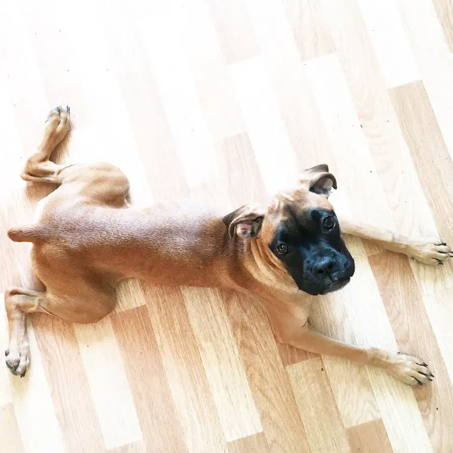 Boxer Dog lying flat on the floor