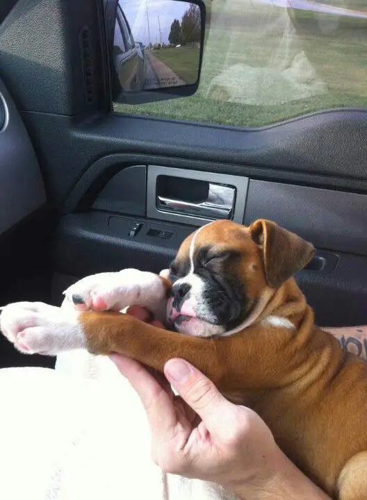 Boxer puppy sleeping on its owner's hand in the car