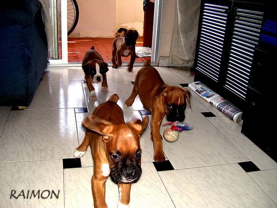 four Boxer dog walking inside the house