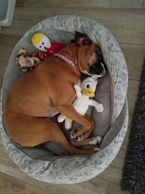 Boxer dog sleeping on its side with a duck stuffed toy in his bed