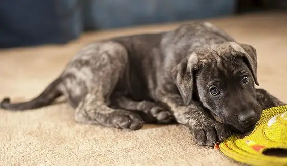 Brindle Great Dane puppy on the floor chewing its toy