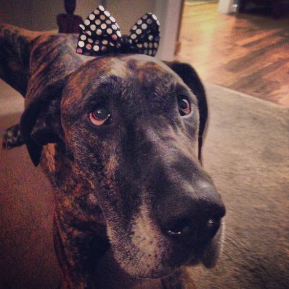 Brindle Great Dane on the floor with its begging face