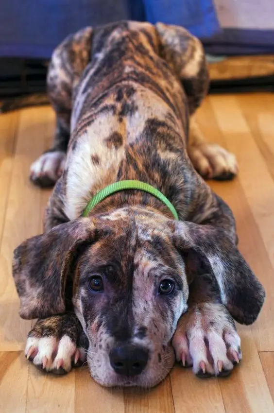 Brindle Great Dane in bow playing position