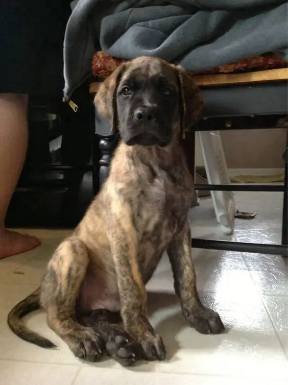 Brindle Great Dane puppy sitting on the floor