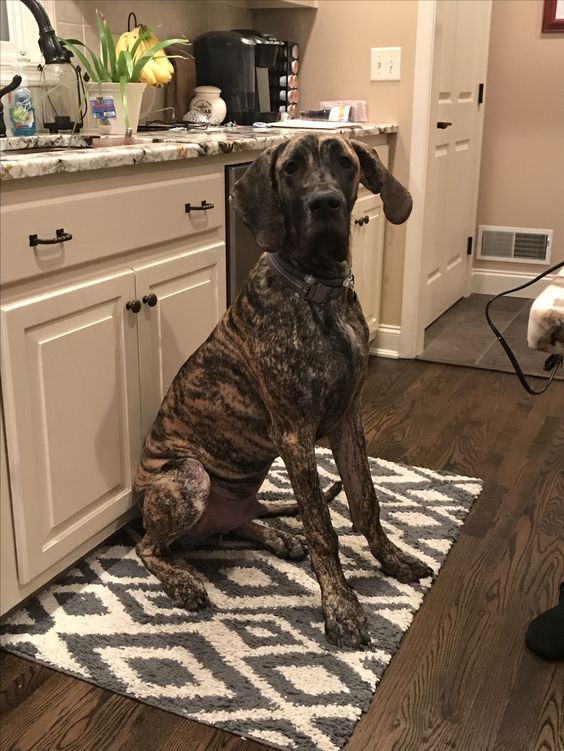 Brindle Great Dane sitting on the carpet in the kitchen