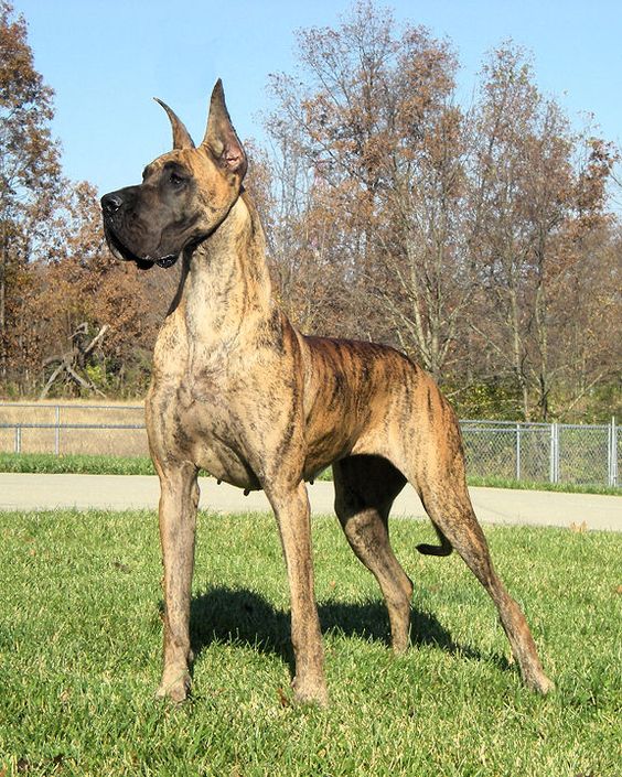 alert Brindle Great Dane in the yard