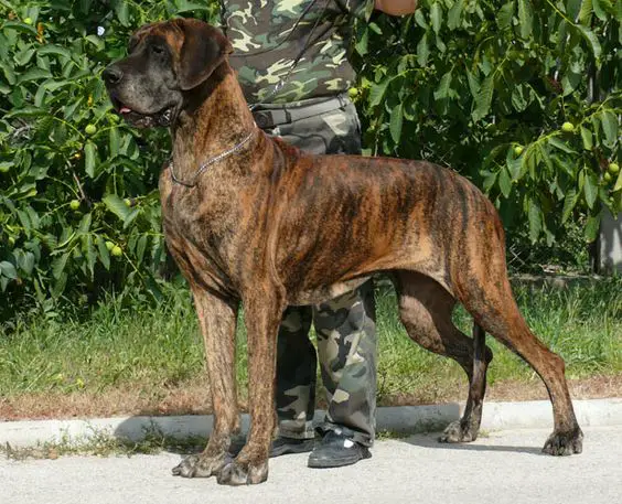 Brindle Great Dane with a military behind it